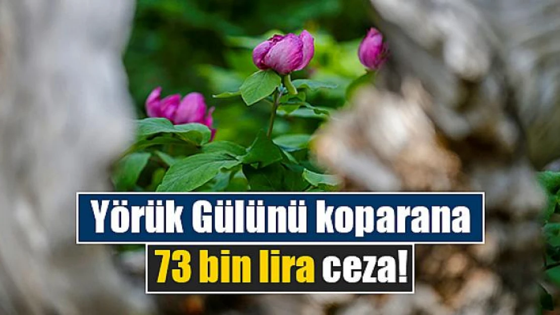 Yörük Gülünü koparana 73 bin lira ceza