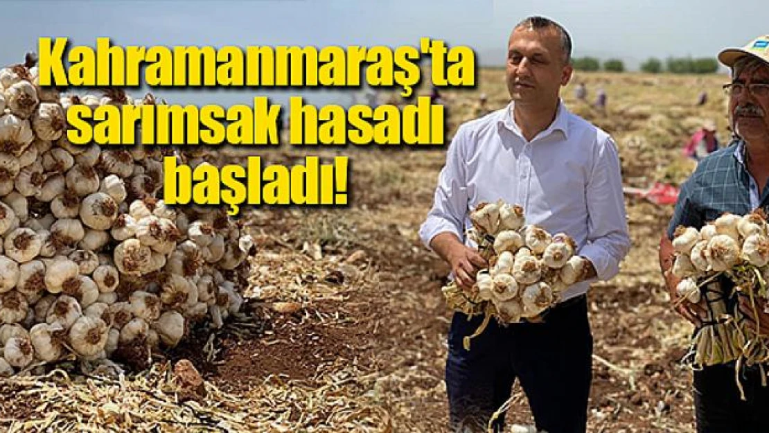 Kahramanmaraş'ta sarımsak hasadı başladı