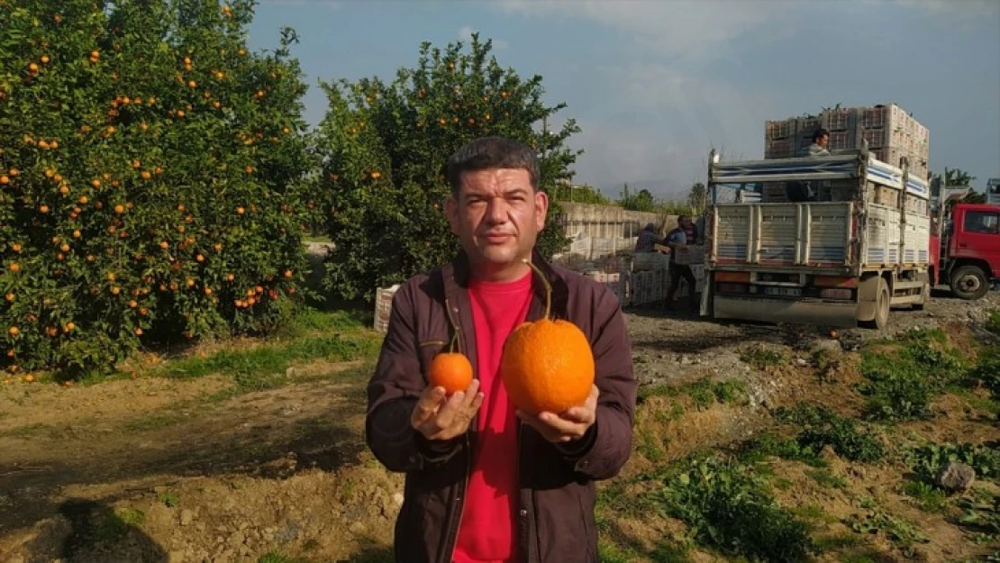 1 kilo 260 gramlık portakal görenleri şaşırttı