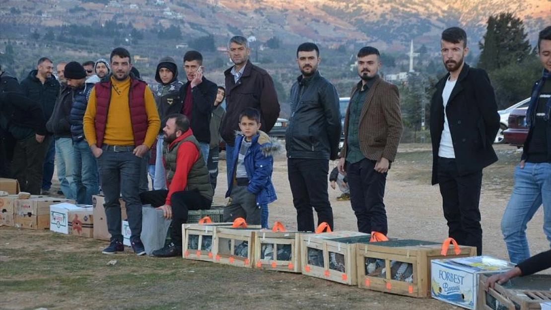 Posta güvercinleri 'eve dönüş' antrenmanıyla yarışlara hazırlanıyor 