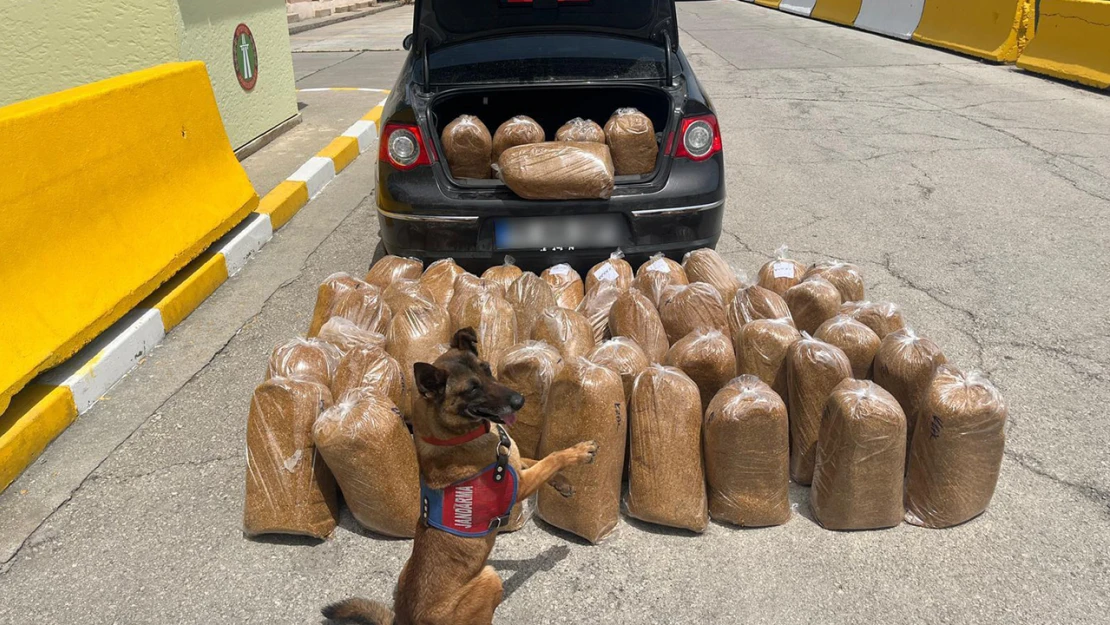 292 bin 102 makaron ve 250 kilogram bandrolsüz tütün ele geçirildi
