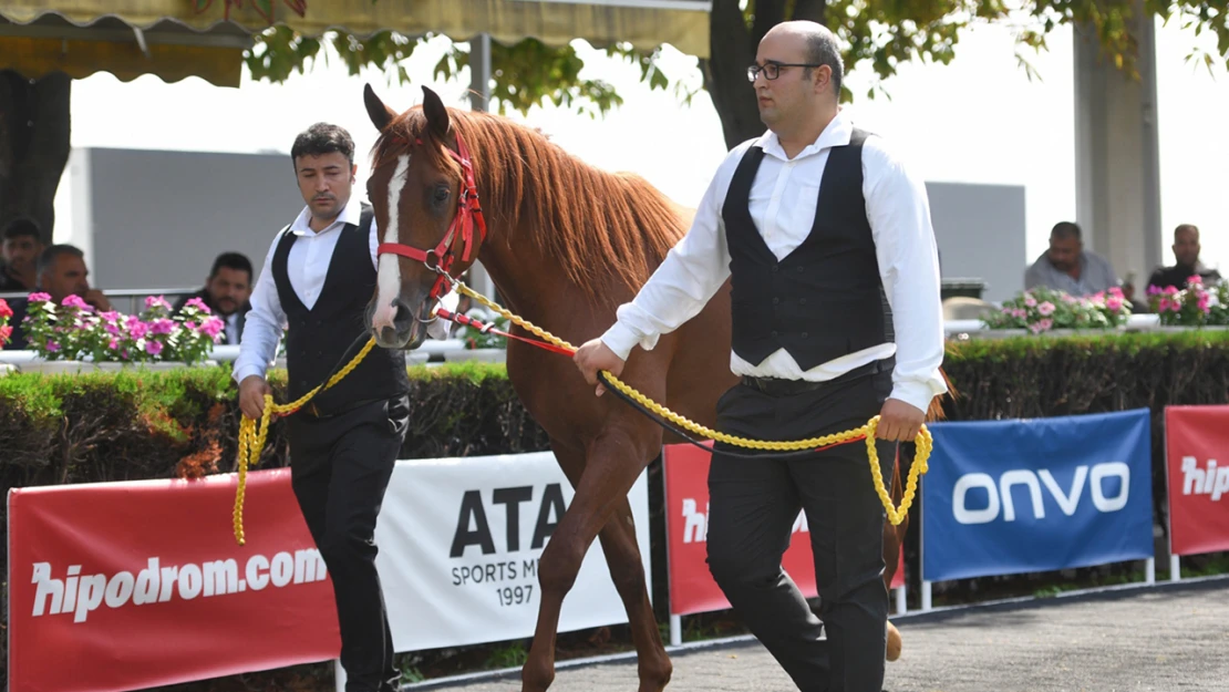 3 farklı kategoride tarihi rekor