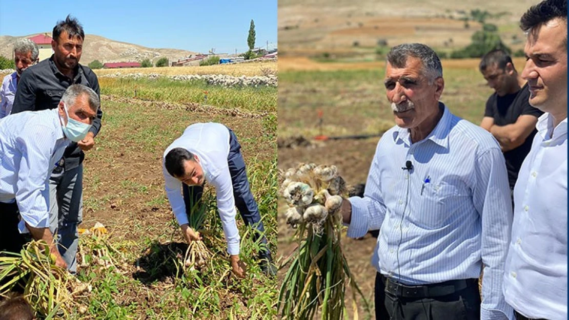 Afşin Koçovası sarımsağı coğrafi işaret aldı