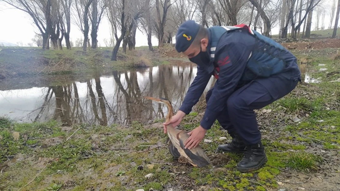 Ağacın dalına takılan kuşu jandarma kurtardı