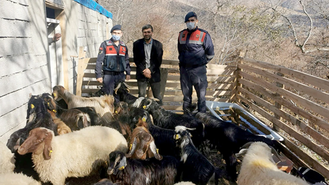 Ahırdan kaçan hayvanları Jandarma buldu