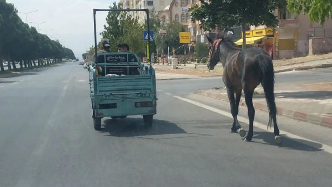 At'ı motosikletle çekerek götüren şahıslara cezai işlem uygulandı