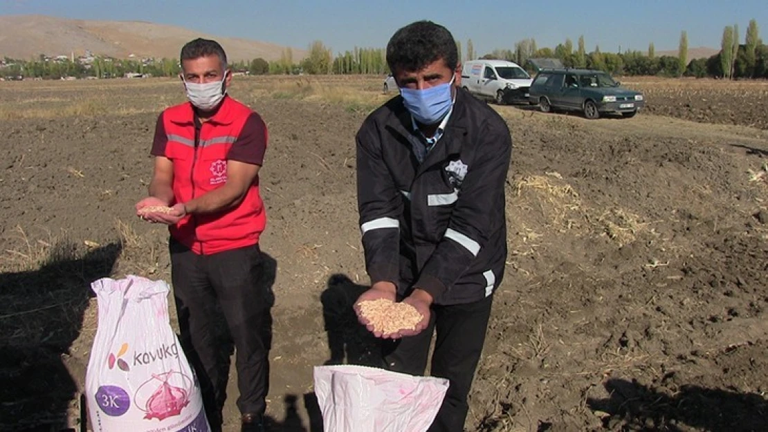 Ata tohumu 'Siyez buğdayı'nın deneme ekimi yapıldı