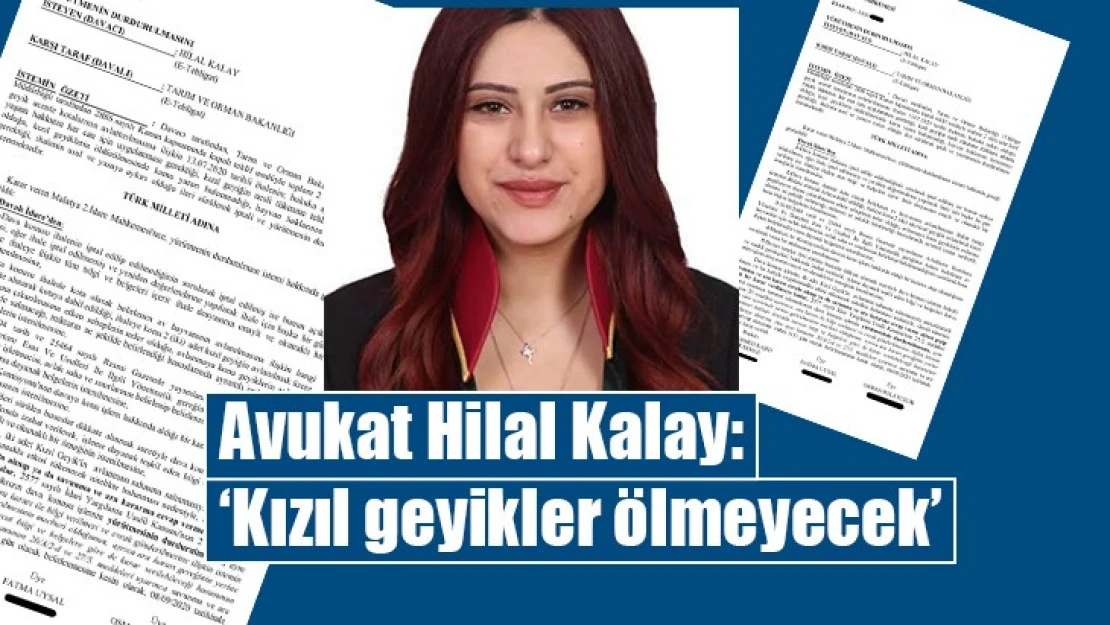 Avukat Hilal Kalay: 'Kızıl geyikler ölmeyecek'