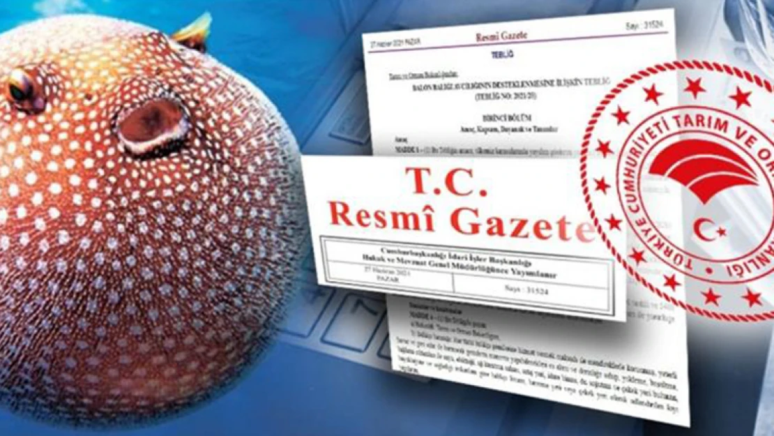 Balon balığı avlayanlara ödenecek destekleme tutarları artırıldı