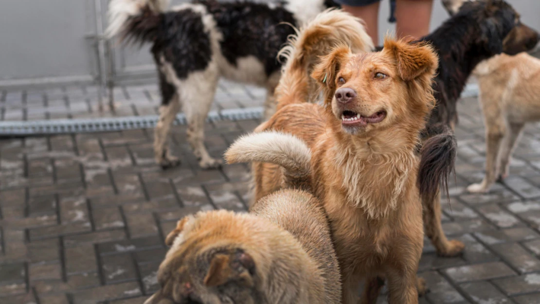 Başıboş köpek saldırısına uğrayan ilkokul öğrencisi için soruşturma başlatıldı