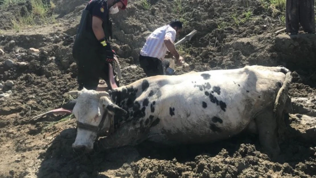 Bataklığa saplanan inek iş makinesiyle kurtarıldı