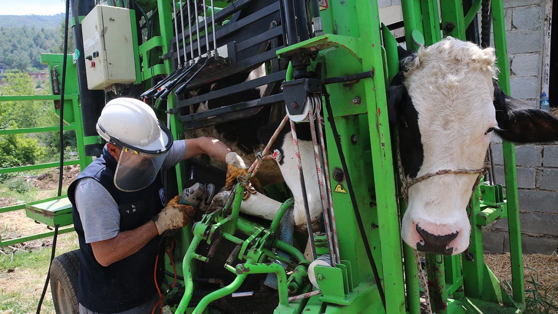 Binlerce hayvana ücretsiz bakım desteği