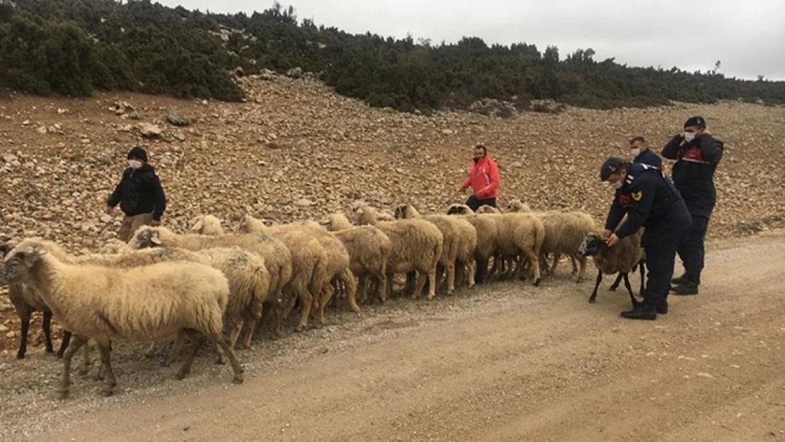 Çaldıkları 53 koyunla birlikte yakalandılar