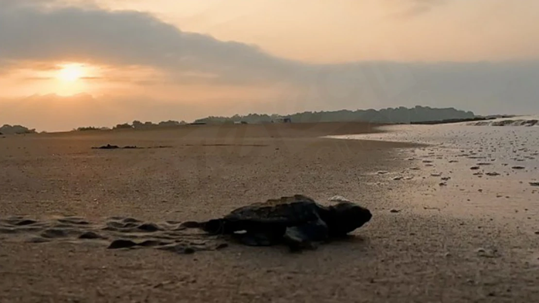 Caretta carettaların yuva sayısı 2 bin 551'e ulaştı