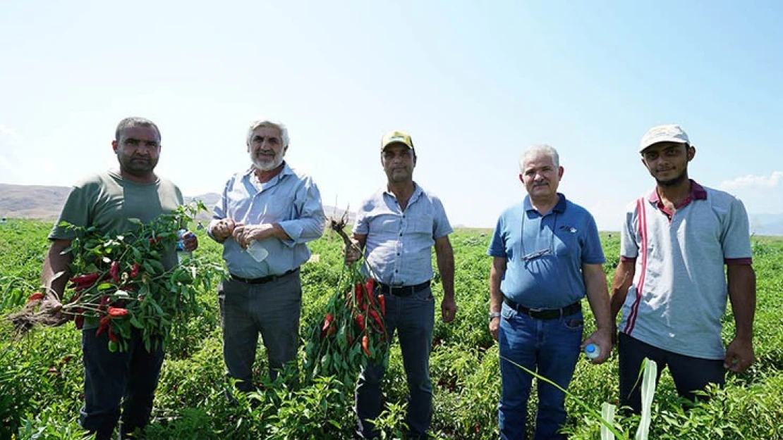 Çiftçilere dağıtılan 2 milyon 500 bin biber fidesinde hasat dönemi başladı