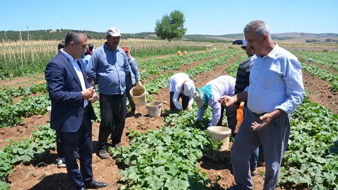 Dede yadigârı tohumla ekilen salatalık, üreticisini sevindiriyor