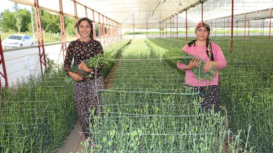 Deneme amaçlı üretilen karanfil çiftçinin yüzünü güldürdü