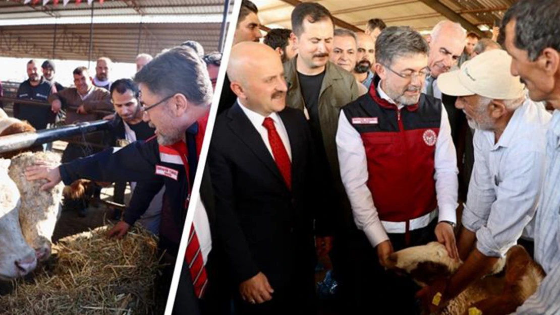 Deprem bölgesindeki yetiştiricilere bedelsiz hayvan dağıtımı tamamlandı