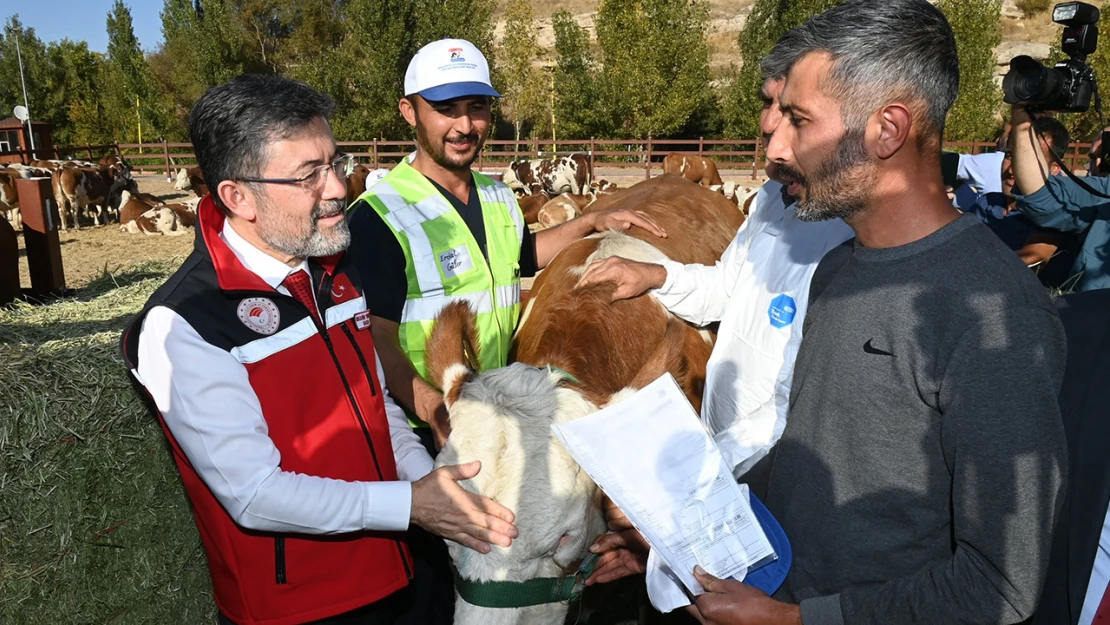 Depremzedelere, büyükbaş hayvan dağıtımı başlıyor