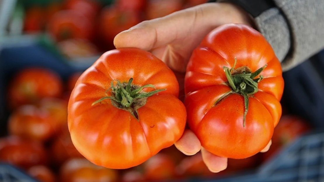 Domateste kota artışı üreticileri ve ihracatçıları sevindirdi.