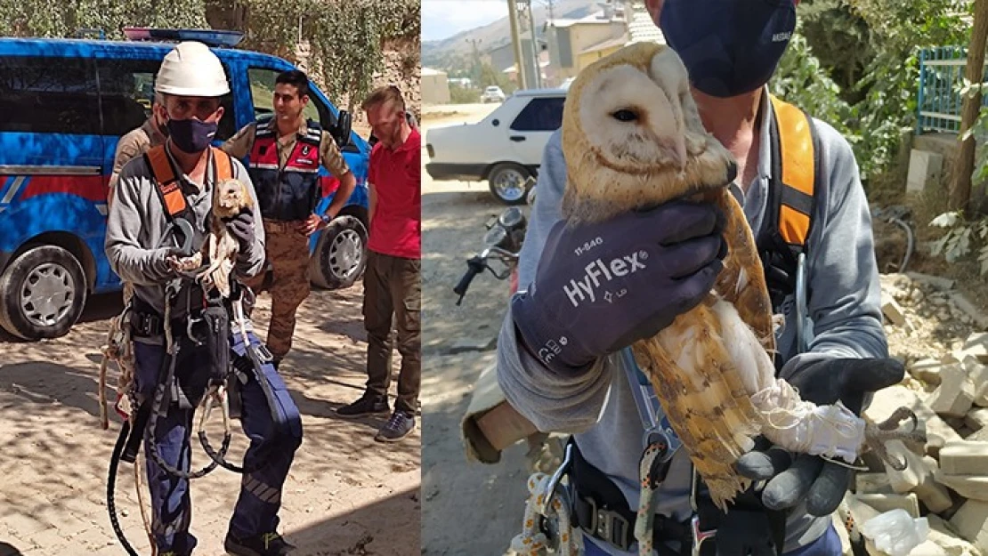 Elektrik direğinde mahsur kalan peçeli baykuş'u AKEDAŞ ekipleri kurtardı