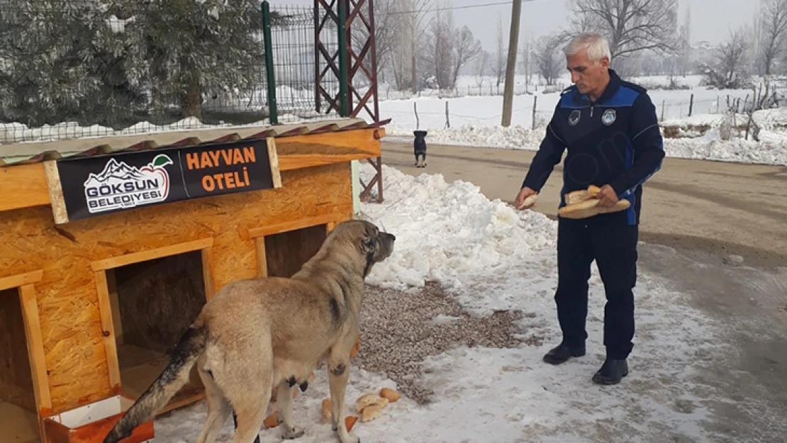 Göksun Belediyesi, bir ilke imza attı: Hayvan otelleri hizmete girdi