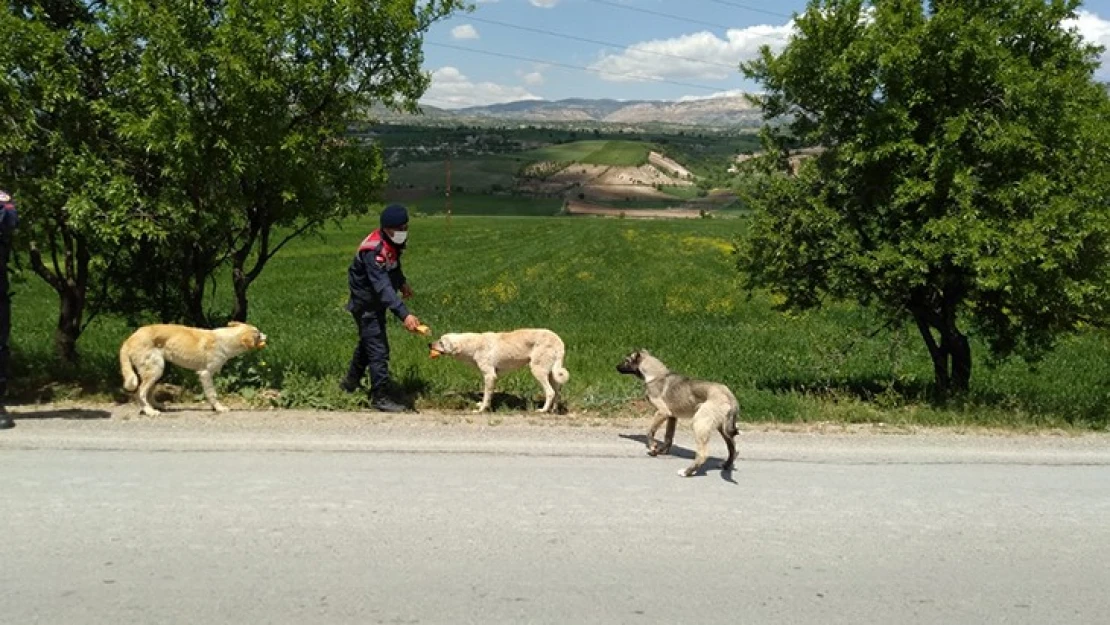 Jandarma ekipleri, sokak hayvanlarını besledi