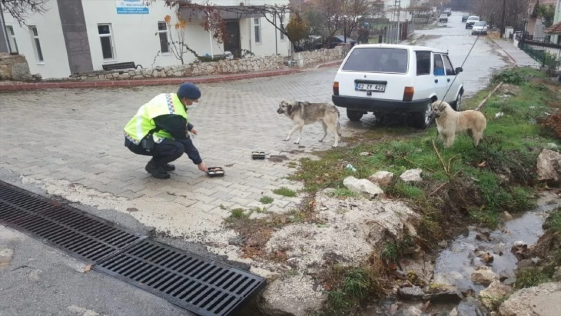 Jandarma sokak hayvanlarını unutmadı