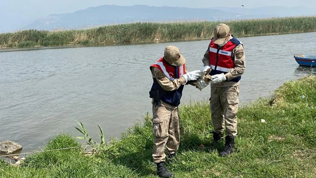 Jandarma, yaralı halde bulduğu kartalı tedavi altına aldı