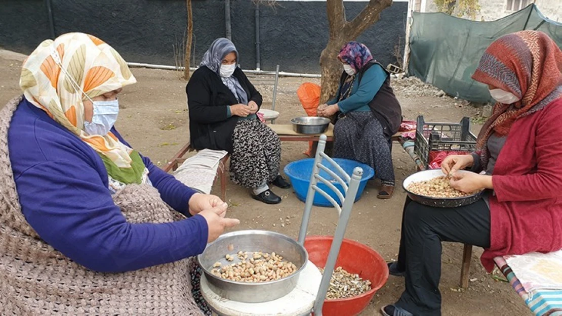 Kadınların tohumluk yer fıstığı kırma mesaisi