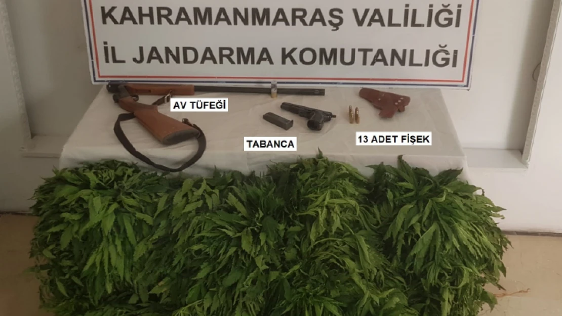 Kahramanmaraş'ta 1313 kök Hint Keneviri ele geçirildi