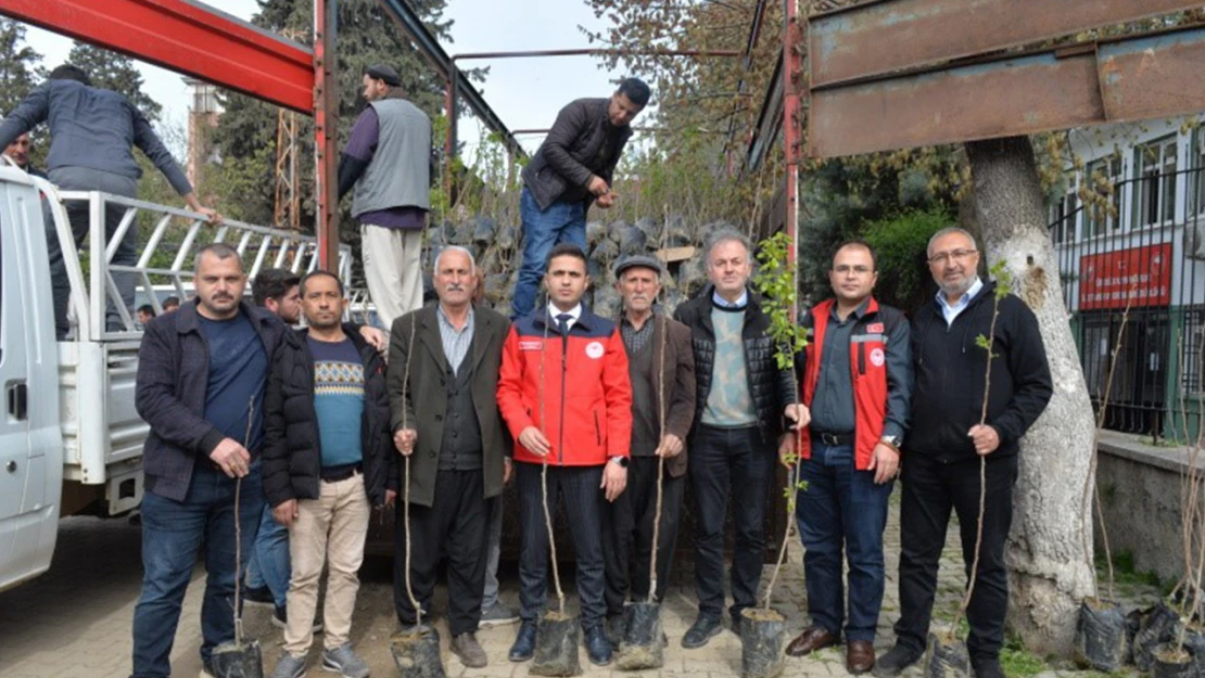 Kahramanmaraş'ta 197 üretici 11 bin adet aşılı Trabzon hurması fidanı dağıtıldı