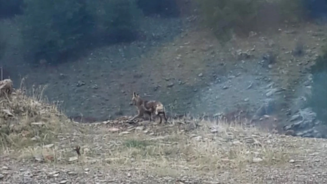 Kahramanmaraş'ta aç kalan tilki, mahalleye indi