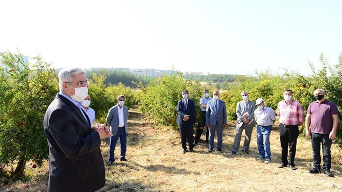 Kahramanmaraş'ta çekirdeksiz nar yetiştirildi