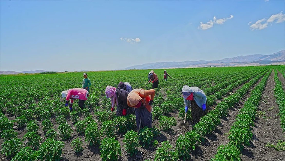 Kahramanmaraş'ta dağıtılan 2,5 Milyon adet fide desteği çiftçinin yüzünü güldürdü