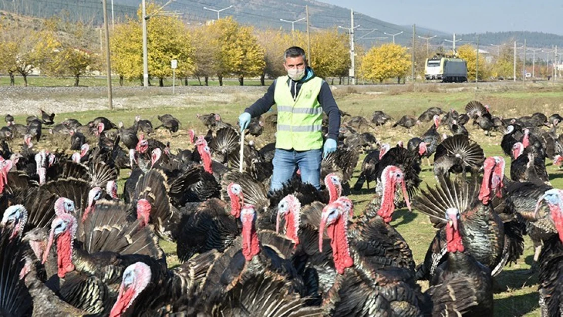 Kahramanmaraş'ta hindi üreticileri satıştan memnun