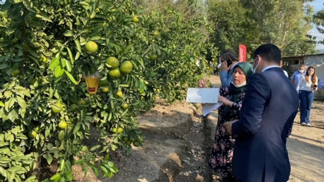 Kahramanmaraş'ta ilaç kullanmadan turunçgil üretildi