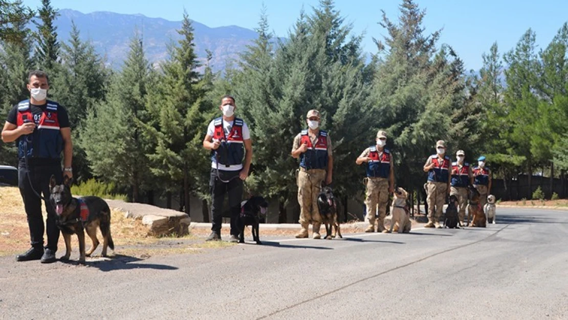 Kahramanmaraş'ta jandarmanın en büyük yardımcısı bu köpekler