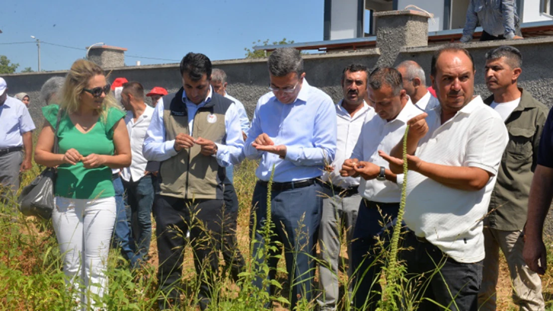 Kahramanmaraş'ta karabuğday hasat edilmeye başladı