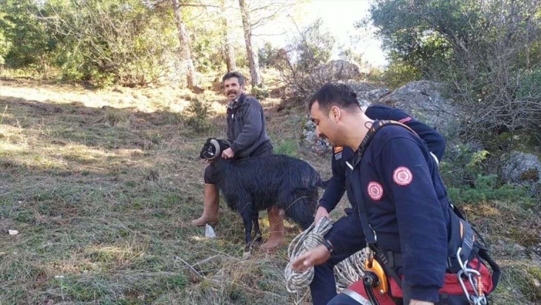 Kahramanmaraş'ta kayalıklarda mahsur kalan keçi kurtarıldı