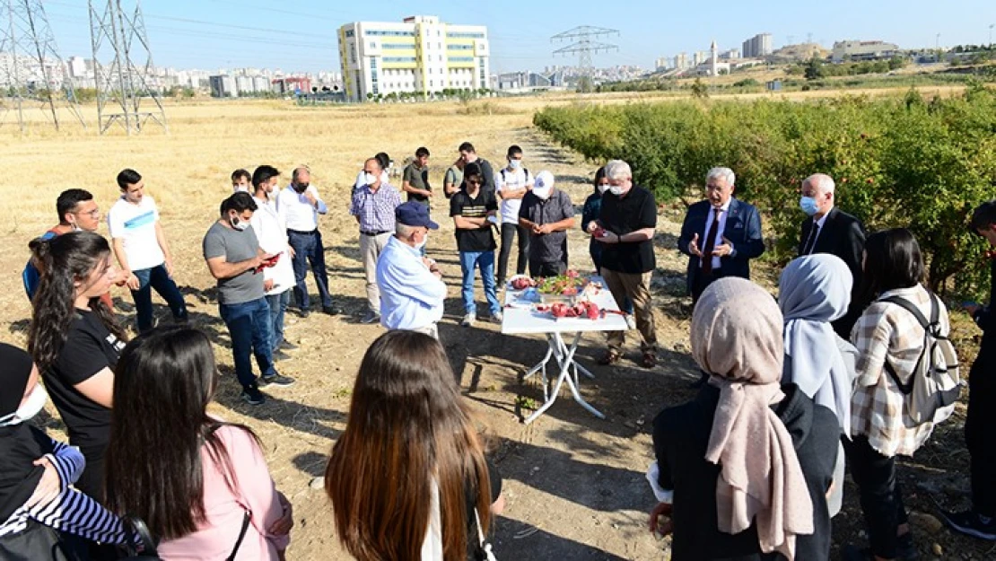 Kahramanmaraş'ta öğrencilere uygulamalı nar hasadı eğitimi verildi