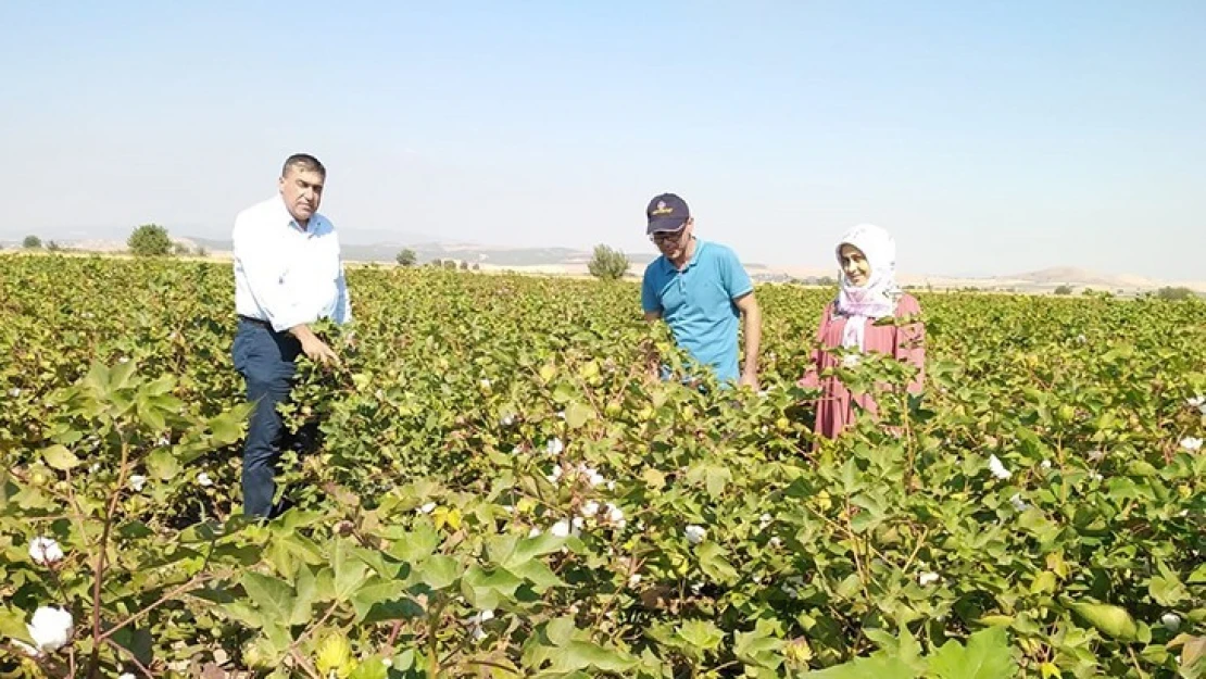 Kahramanmaraş'ta pamuk ekim alanları denetlendi