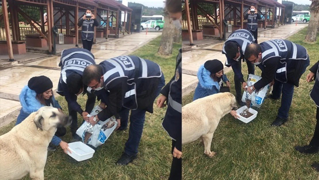 Kahramanmaraş'ta polis ekipleri sokak hayvanlarını unutmadı