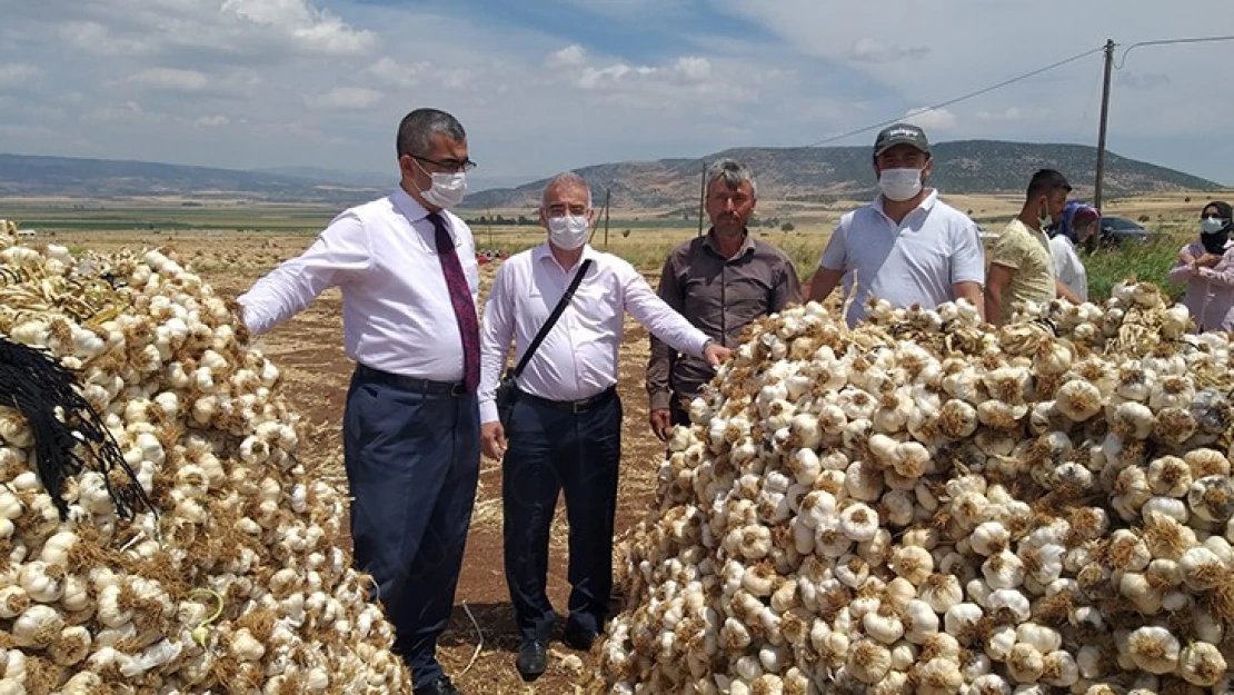 Kahramanmaraş'ta sarımsak hasadı başladı