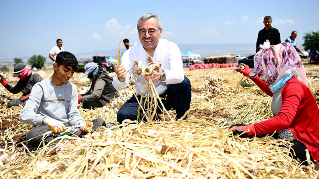 Kahramanmaraş'ta sarımsak hasadı yapıldı