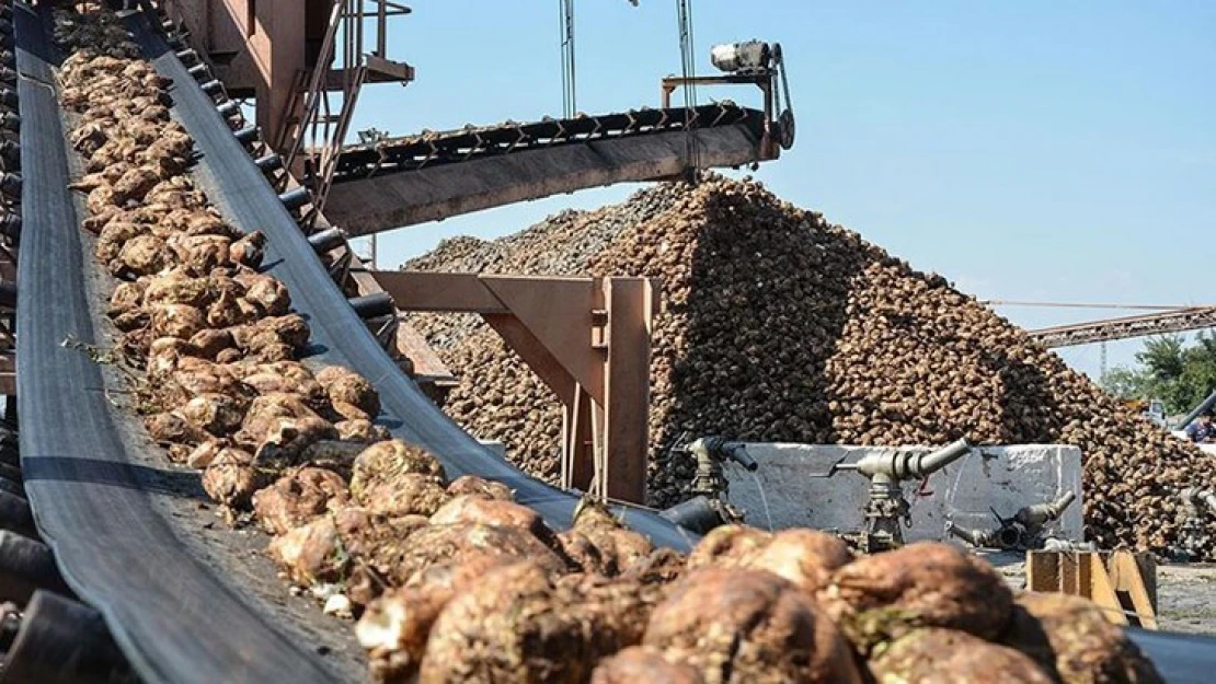 Kahramanmaraş'ta şeker pancarı alım kampanyası başladı