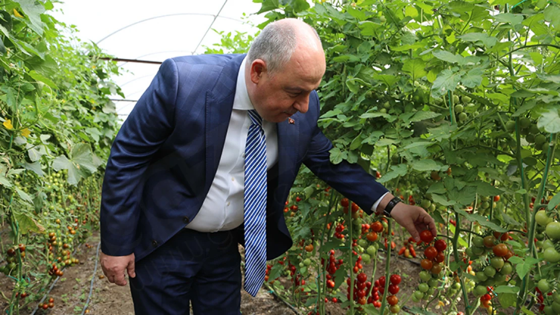 Kahramanmaraş'ta sera hasat şenliği programı