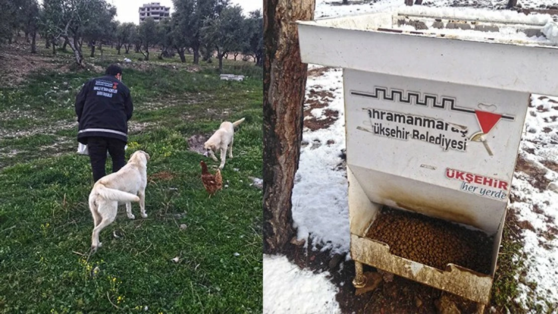 Kahramanmaraş'ta sokaktaki canlar unutulmadı