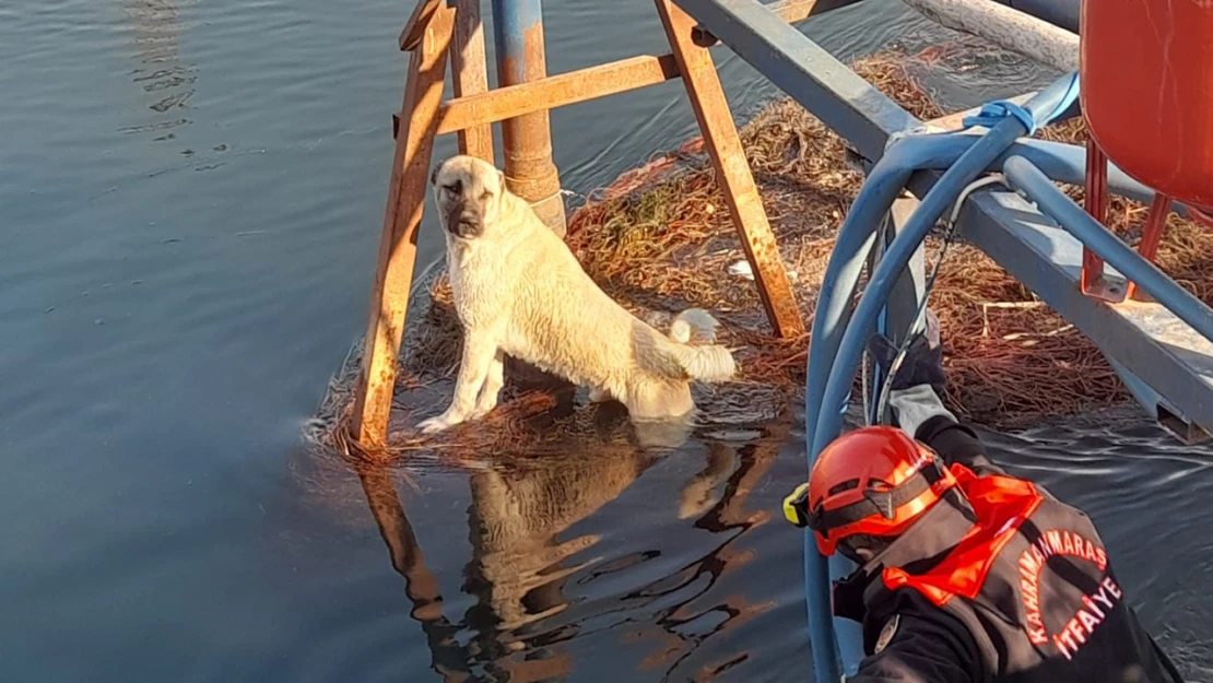 Kahramanmaraş'ta sulama kanalına düşen köpeği, itfaiye ekipleri kurtardı