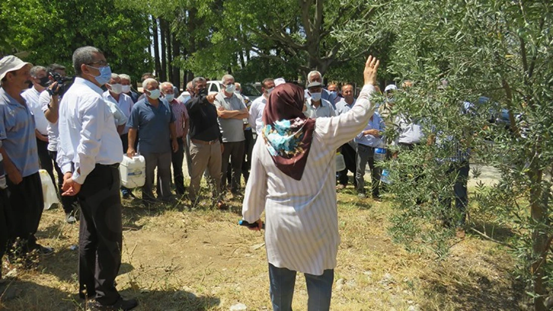 Kahramanmaraş'ta zeytin sineği ile toplu mücadele anlatıldı